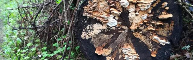 Armastuse müsteerium