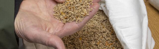 Marju Reitsak: unustage raha, seemneid tuleb koguda!