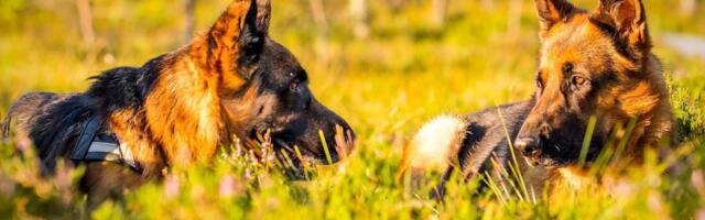 Kuidas kombineerida erinevaid toite?