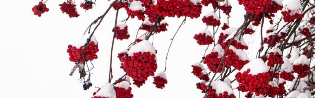 2022. aasta puu on pihlakas