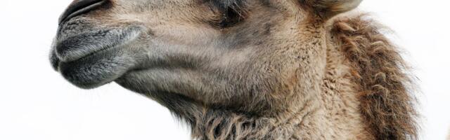 Eesti Maaülikooli hobusekliinikus sooritati maailmas esmakordne operatsioon