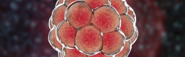 Teadlased lõid esimesed sünteetilised inimembrüo mudelid