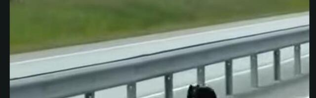 VIDEO | Karupoeg eksles Tallinna-Tartu maanteel kihutavate autode vahel