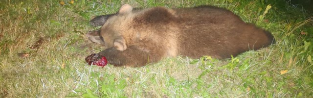 Koltsinas hukkus liiklusõnnetuses kaks karupoega
