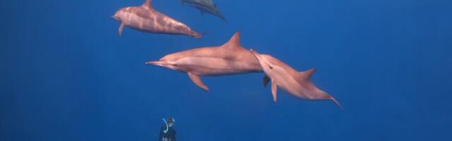 EKSTREEMNE HOBI | Sukeldudes teise maailma