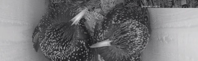 Vaata otse: kuldnokapaari kevadised tegemised pesakaamerate pilgu all