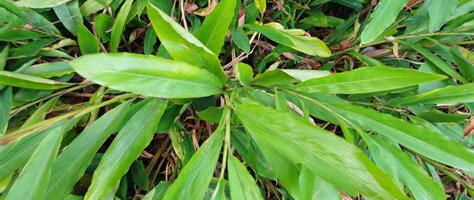 Vähetuntud vürts aitab isu kontrollida ja kaloreid põletada