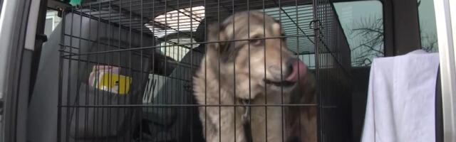 Reporter: Eestisse jõudsid Ukraina sõjakoldest varjupaigaloomad