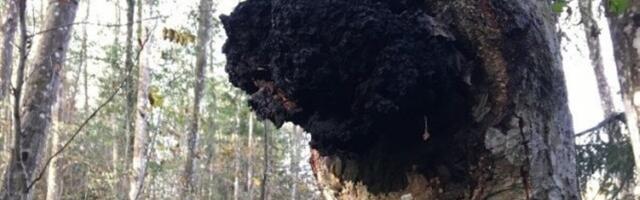 Millist teavet võib toidulisandi kohta esitada?