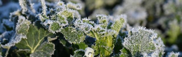 ILMATEADE | Öökülmad jätkuvad! Uus nädal toob vihma, sekka ka märgi helbeid