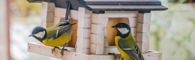 Täna algab talilinnuloendus