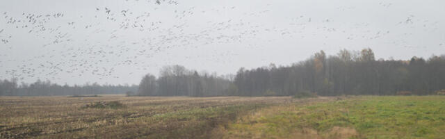 Lätis mõõdeti 10. detsembri soojarekord