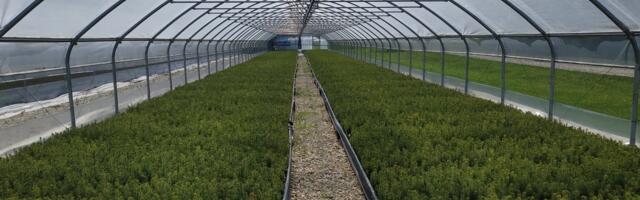 Richard Tomingas: Eestisse pole vaja võõraid metsataimi sisse tuua, siin kasvatatakse neid piisavalt