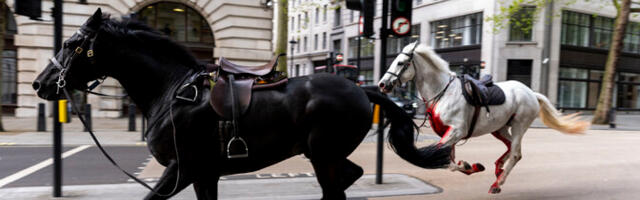 Hobused jooksid Londonis amokki ja vigastasid nelja inimest