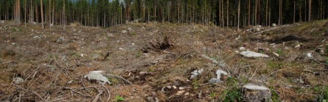 Lageraie kahandab metsalinnustikku_ näide Lõuna-Soomest