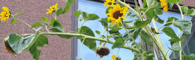 SINDIS PÜRGIVAD PÄEVALILLED OMA KÕRGUSTELT REKORDITE RAAMATULE LÄHEMALE