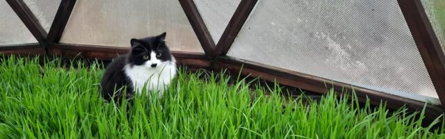 MullaAkadeemia: Kuus viisi, kuidas muldi kaitsta