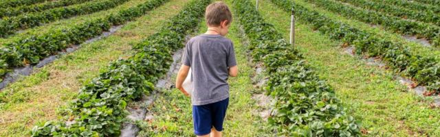 Plaanitakse leevendada alaealiste töötamise piiranguid