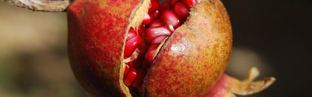 Granaatõun – taasavastatud iidne puuvili
