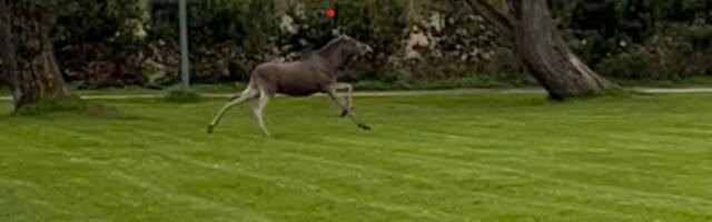 VIDEO | Tallinnas jooksis paanikas põder