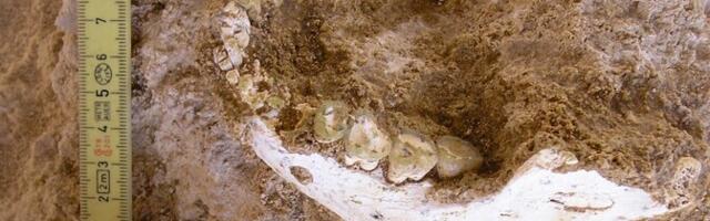 Maroko fossiilid heidavad nüüdisinimeste kujunemisloole uut valgust