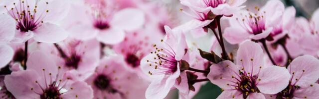 Elustiilinädalavahetus ILU & MOTOEXOTICA Tartu Näituste messikeskuses