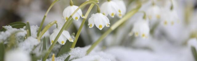 ILMATEADE | Reede toob lörtsi ja vihma. Millal hakkab ilm taas soojenema?