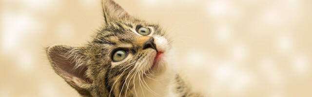 Kasside, koerte ja valgetuhkrute kiibistamise ning registreerimise eelnõu läks ministeeriumitele kooskõlastamisele