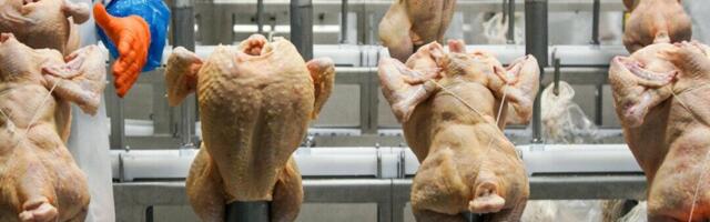 USDA tühistab kavandatud reegli salmonella piiramiseks kodulindude toore puhul