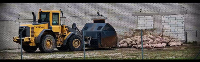 ÕÕVASTAV VIDEO: Tempel mällu igaveseks – sigade traagiline lõpp!