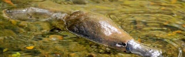 Nokklooma karvade värviterakesed lähendavad teda koolibri ja paabulinnuga
