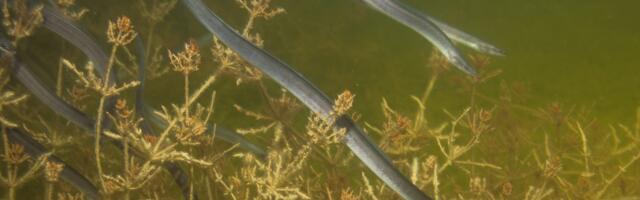 Keskkonnaamet andis mittetulundusühingutele load angerjate asustamiseks