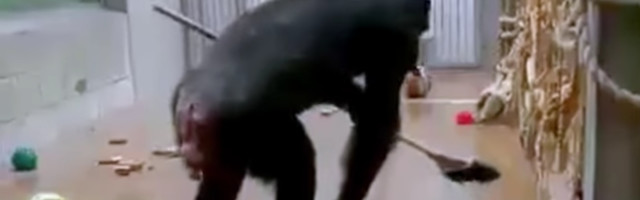 Šimpansi salakirg: talitaja unustas Tallinna loomaaias harja aedikusse. Vaata, mis edasi juhtus