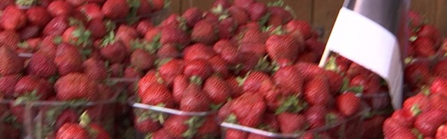 Reporter: Kuumad ilmad ja suur konkurents lõi Tallinna turgudel maasika hinna alla