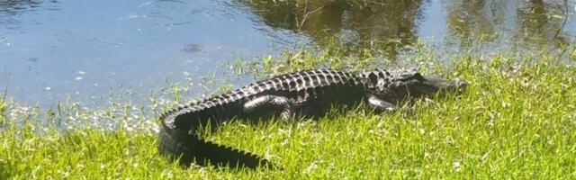 Florida kevad: Igaviku väike vahepaus