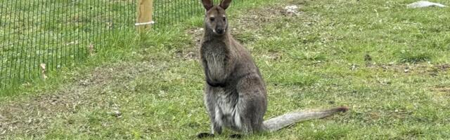 Aidake leida: Raplamaal läks kaduma känguru