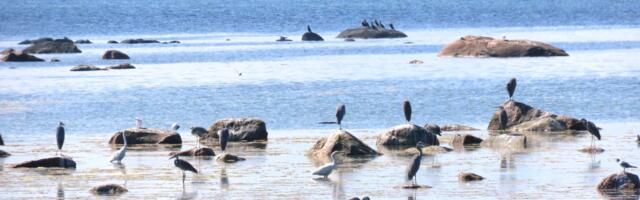 GALERII: Püünsi rannaala juuli lõpus