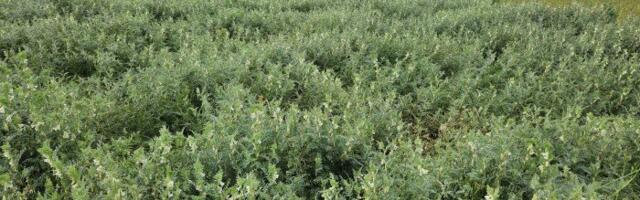 Millised on parimad haljasväetiskultuurid?