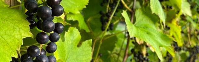 Eesti kliima annab kodumaistele veinitootjatele ootamatu eelise