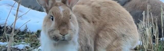 Küülikute varjupaiga asutaja: lastega perre ma küülikut võtta ei soovita