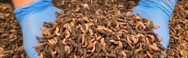 Kohalik putukavalk pakub alternatiivi keskkonda kurnavale sojale