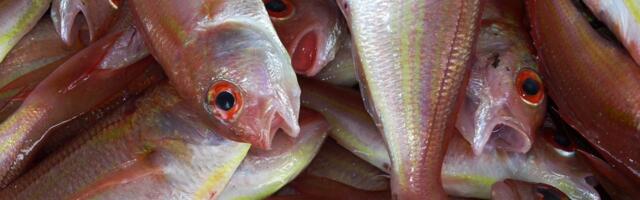 Vabariigi Valitsus kehtestas 2026. aasta kalapüügi kvoodid Peipsi, Lämmi- ja Pihkva järvel