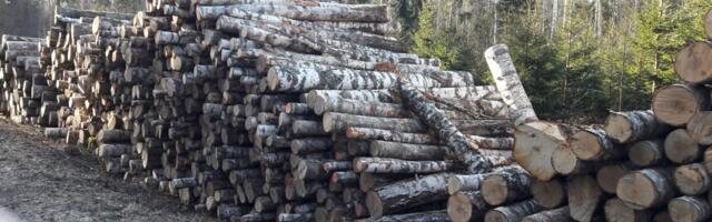 Soome metsanduskontsernid vähendasid ostetava paberipuu läbimõõtu
