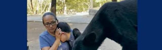 VIDEO | Julge ema kaitseb poega karu eest, kes oli hüpanud piknikulauale takosid ahmima