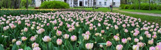 Rahva lemmik on leitud: Kirna tulbifestival sai vägeva auhinna osaliseks