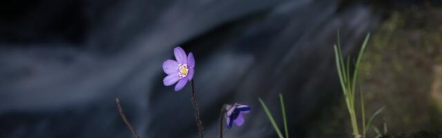 Keskkonnaagentuur: täna kell 16.46 algab astronoomiline kevad