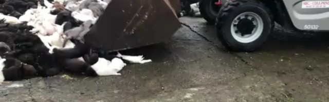 Taani tapab muteerunud koroonaviiruse hirmus miljonid naaritsad