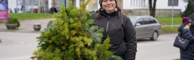 Valga valla haljastusspetsialist annab ülevaate, milliseks võlumaaks jõuluajal muutub Valga linn