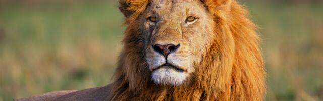 Need 4 tähemärki on sodiaagi kõige võimsamad – kas sina kuulud nende hulka?