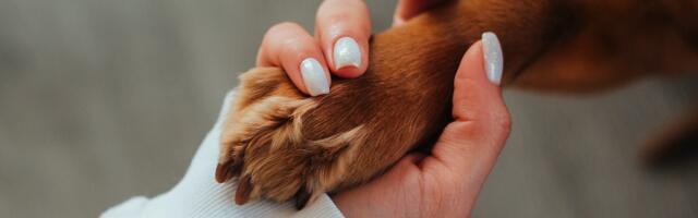 Põllumajandus- ja Toiduamet võõrandas hätta sattunud omaniku käest 16 koera